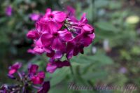 Флокс 'Вечерний Донецк' /  Phlox 'Vechernij Doneck'