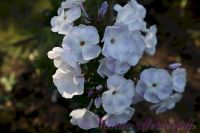 Флокс 'Дежавю'  / Phlox 'Dezhavyu'