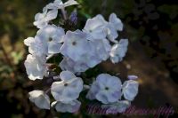 Флокс 'Дежавю'  / Phlox 'Dezhavyu'