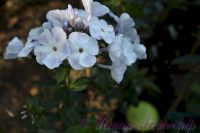 Флокс 'Дежавю'  / Phlox 'Dezhavyu'