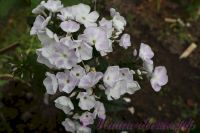 Флокс 'Дежавю'  / Phlox 'Dezhavyu'