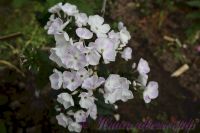 Флокс 'Дежавю'  / Phlox 'Dezhavyu'