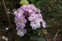 Флокс 'Лунный камень' / Phlox 'Lunnyj kamen'