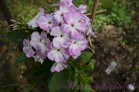 Флокс 'Лунный камень' / Phlox 'Lunnyj kamen'