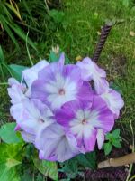 Флокс 'Лунный камень' / Phlox 'Lunnyj kamen'