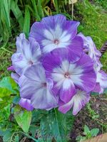 Флокс 'Лунный камень' / Phlox 'Lunnyj kamen'