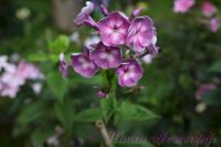 Флокс 'Модерн' / Phlox 'Modern'