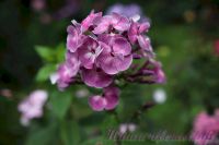 Флокс 'Модерн' / Phlox 'Modern'
