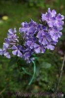 Флокс 'Остров Санторини' / Phlox 'Ostrov Santorini'