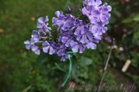 Флокс 'Остров Санторини' / Phlox 'Ostrov Santorini'