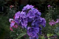 Флокс 'Память сердца' / Phlox 'Pamjat serdca'