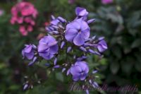 Флокс 'Память сердца' / Phlox 'Pamjat serdca'