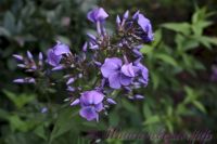 Флокс 'Память сердца' / Phlox 'Pamjat serdca'