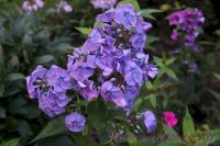 Флокс 'Память сердца' / Phlox 'Pamjat serdca'