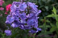 Флокс 'Память сердца' / Phlox 'Pamjat serdca'