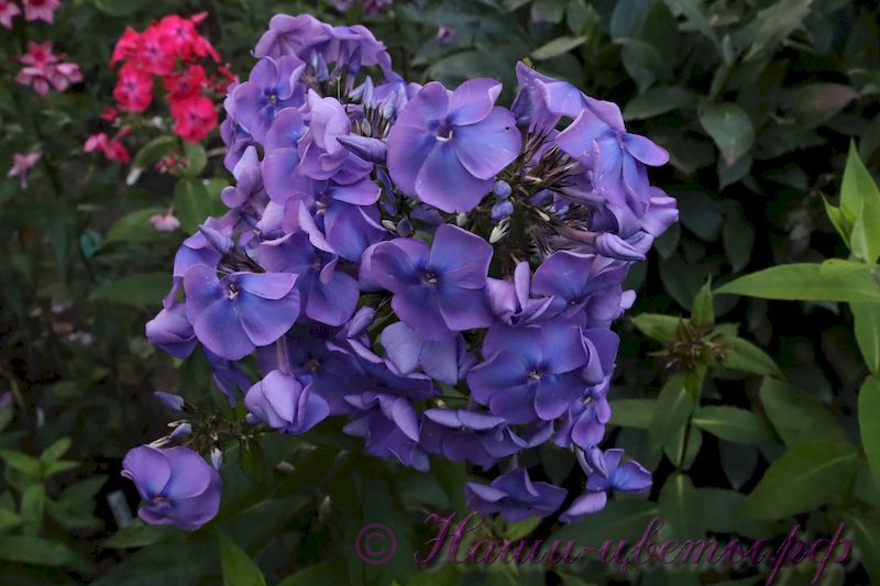 Флокс 'Память сердца' / Phlox 'Pamjat serdca'