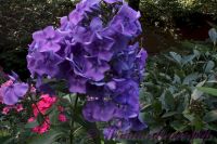 Флокс 'Память сердца' / Phlox 'Pamjat serdca'