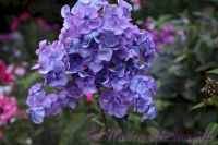 Флокс 'Память сердца' / Phlox 'Pamjat serdca'
