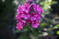 Флокс 'Принцесса Цирка' / Phlox 'Princessa Cirka'
