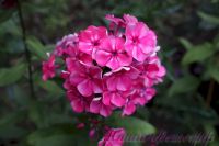 Флокс 'Принцесса Цирка' / Phlox 'Princessa Cirka'