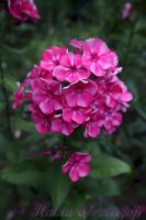 Флокс 'Принцесса Цирка' / Phlox 'Princessa Cirka'