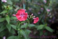 Флокс 'Симочка' / Phlox 'Simochka'