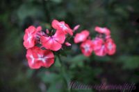 Флокс 'Симочка' / Phlox 'Simochka'