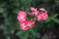 Флокс 'Симочка' / Phlox 'Simochka'