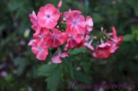 Флокс 'Симочка' / Phlox 'Simochka'