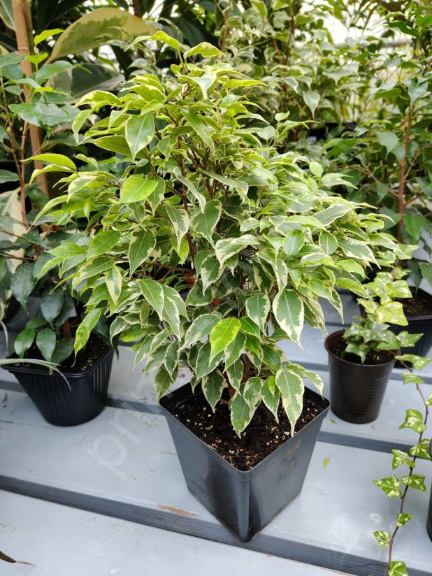 Фикус Кинки вариегатный