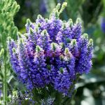 Вероника Blue Bomb