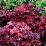 Гейхера Melting Fire