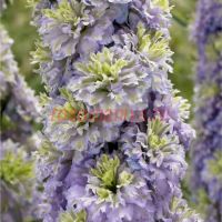 Дельфиниум Highlander Christal Delight