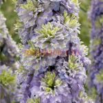 Дельфиниум Highlander Christal Delight