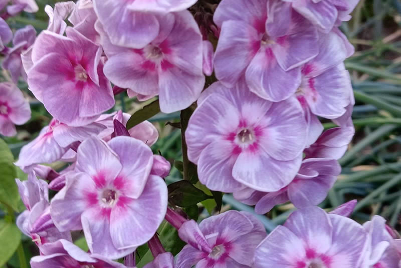 Флокс 'Железная леди' / Phlox 'Zheleznaya ledi'