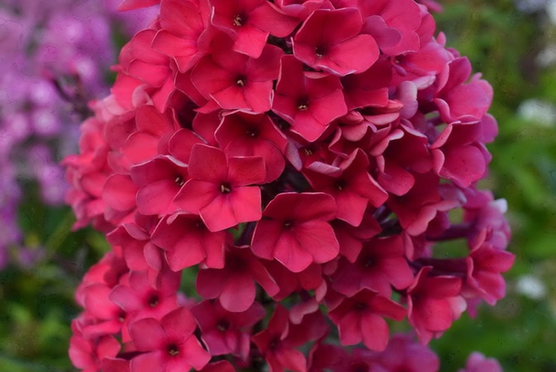 Флокс 'Лесная малина' / Phlox 'Lesnaja malina'