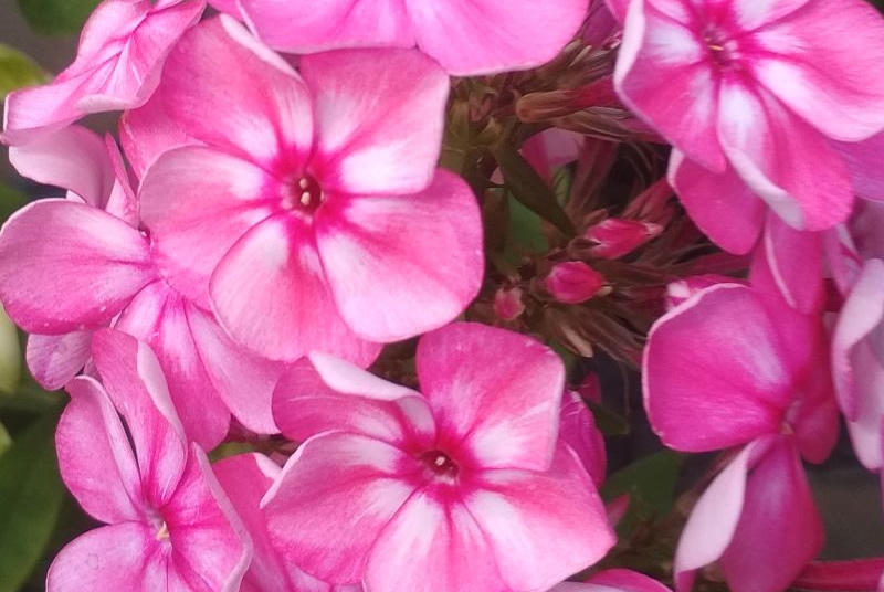 Флокс 'Принцесса Цирка' / Phlox 'Princessa Cirka'