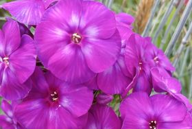 Флокс 'Сталкер' / Phlox 'Stalker'