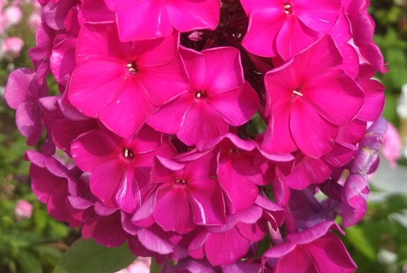 Флокс 'Султан' / Phlox 'Sultan'