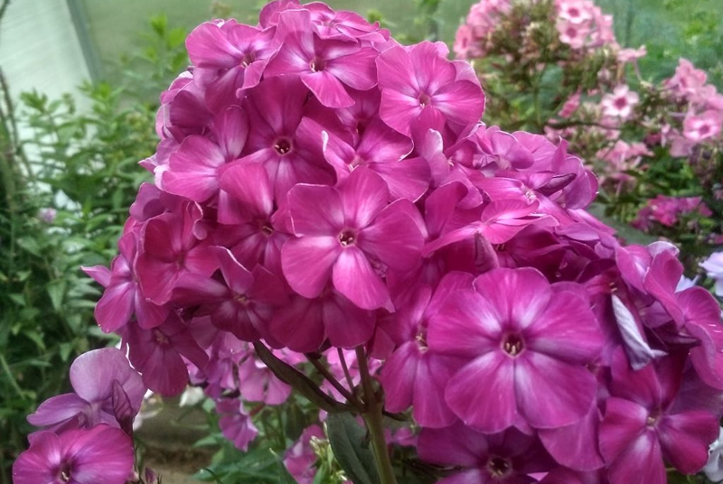 Флокс 'Фавор' / Phlox 'Favor'