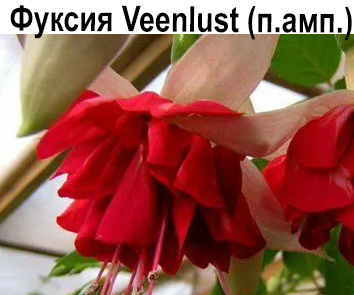Фуксия Veenlust  НОВИНКА