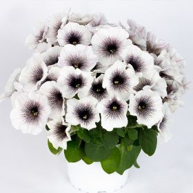 Петуния Crazytunia Black and White