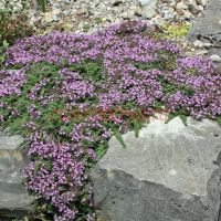 Тимьян Пигмей (Thymus Pigmeus)