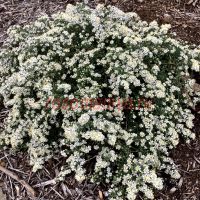 Астра вересковая Snow Flurry