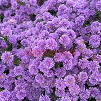 Астра новобельгийская Henry Purple