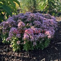 Душица Diabolo