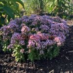 Душица Diabolo