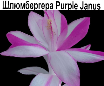 Шлюмбергера Purple Janus  НОВИНКА КАТАЛОГА!
