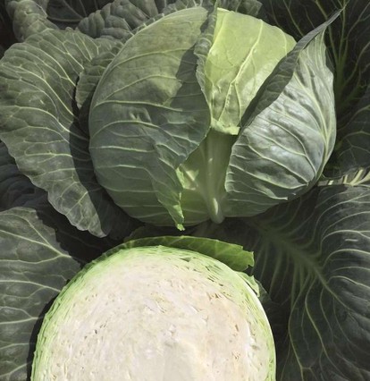 Капуста белокочанная РЕПОРТ F1, 1.000 семян