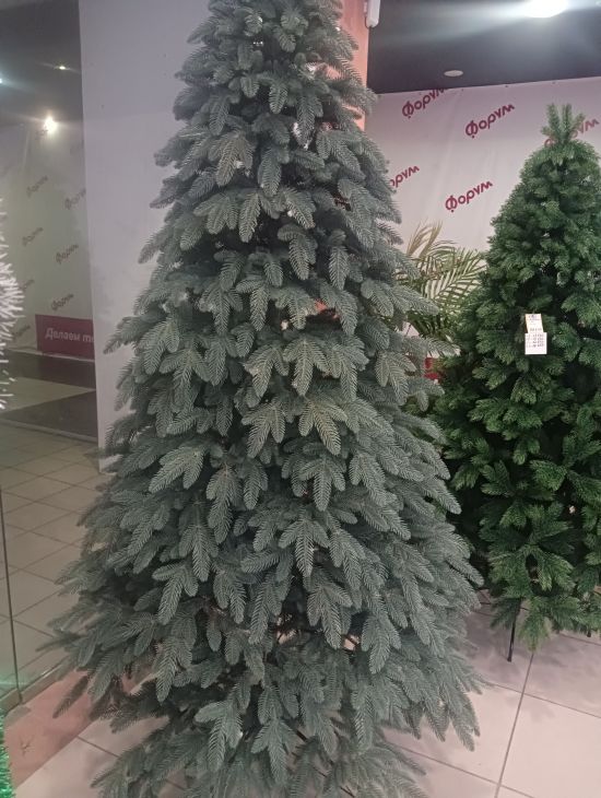 Ель Тюменская голубая литая